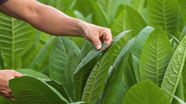 اثرات زیست‌محیطی تولید تنباکو