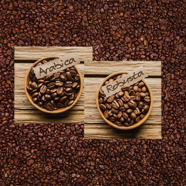 تفاوت میان قهوه روبوستا و عربیکا