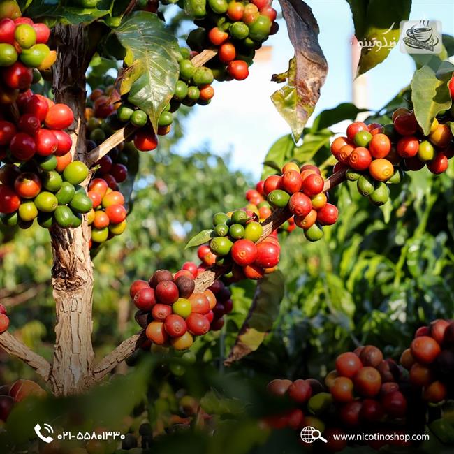 درخت قهوه عربیکا