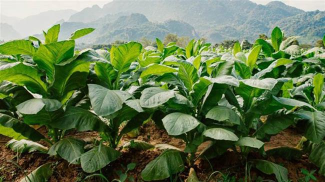 روش‌های کشاورزی در کشت تنباکو