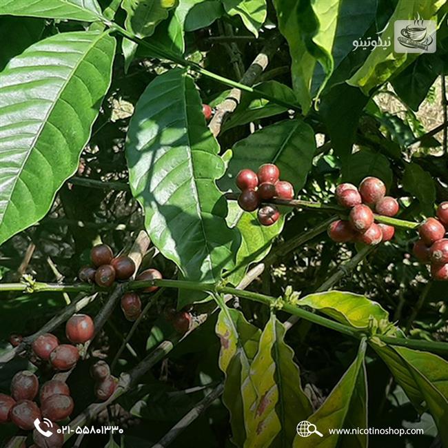 درخت قهوه روبوستا